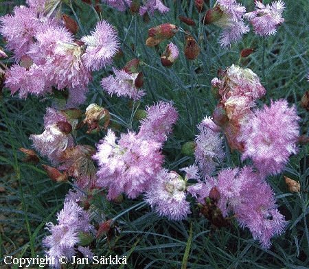 Dianthus Pispalan Neito
